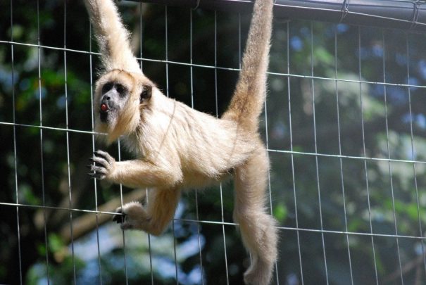 Diversos animais estão espalhados e se destacam no espaço. (Foto: Divulgação)