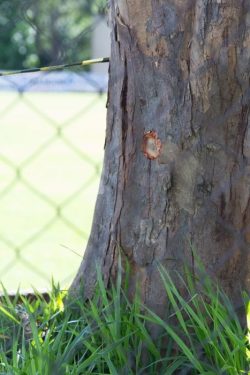 Marca do tiro efetuado pelos guardas ficou aparente em uma árvore do local (Foto: Tatyana Montera Polettini)