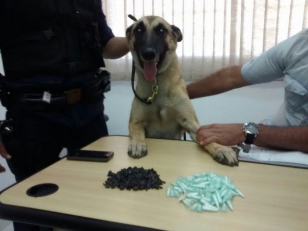 Cão farejador auxiliou a polícia a encontrar drogas escondidas em terreno