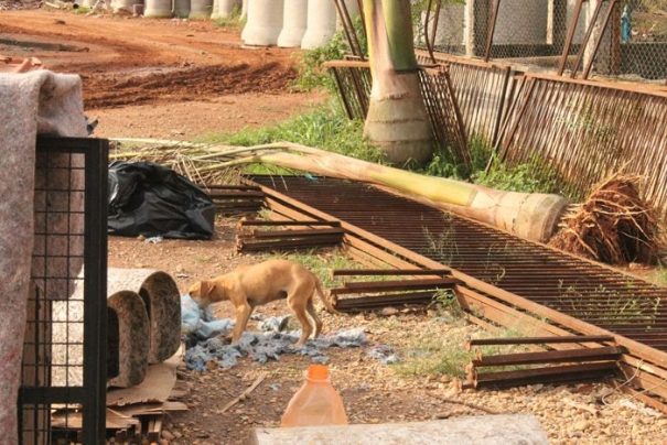 Para Patrícia, local está abandonado pela Prefeitura; cão brinca ao lado de ferragens e troncos (Foto: Ana Paula Meneghetti)