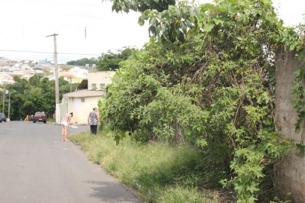 Em bairro da zona Norte, calçada já foi coberta pela vegetação (Foto: Ana Paula Meneghetti)