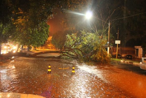 Raiz de árvore soltou do solo e desabou, bloqueando parte da Avenida da Saudade, zona Norte (Foto: Diego Ortiz)