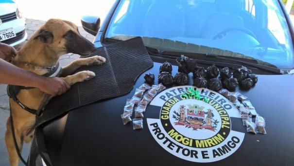 Cão farejador da GCM em ação no combate ao tráfico de drogas