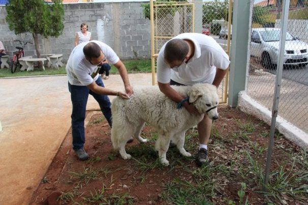 Previsão é que todos os animais da zona urbana sejam vacinados gratuitamente até setembro (Foto: Divulgação)