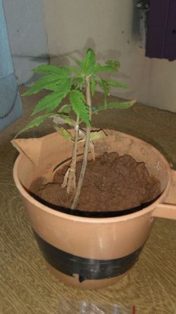 Um pequeno pé de maconha ainda foi apreendido na casa (Foto: Divulgação)