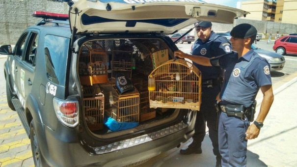 Denúncia informava que pássaros viviam em más condições (Foto: Ana Paula Meneghetti)