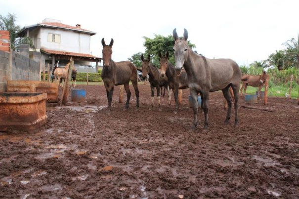 Animais estavam em ambiente com excesso de umidade, o que pode causar doenças (Foto: Ana Paula Meneghetti)